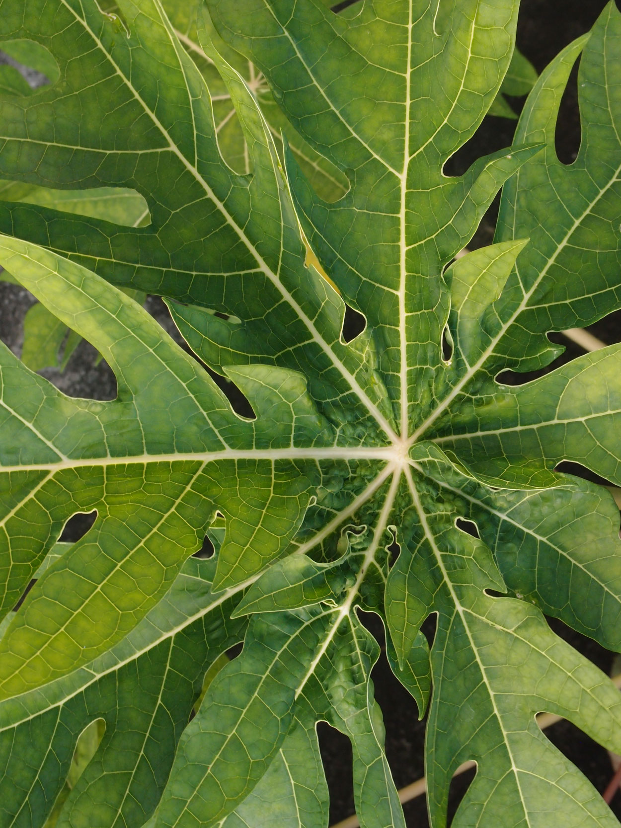 2016-01-21 03 Niteroi (Fotos Casa mais maravilhosa)